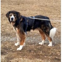 Stropp - wartet in 71729 Erdmannshausen, Hund zur Adoption