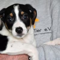 Wer gibt Sherman eine Chance?, Hund zur Adoption
