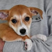 Sheila sucht ihr Körbchen, Hündin zur Adoption