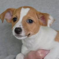 Darf Skipper zu Ihnen gehören?, Hund zur Adoption