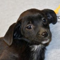 Traumzuhause für Pia gesucht, Hündin zur Adoption