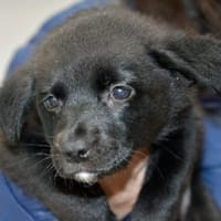 Nike möchte geliebt werden, Hund zur Adoption