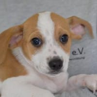 Schönes Zuhause für Snoopy gesucht, Hund zur Adoption