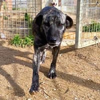 Vira, Hündin zur Adoption