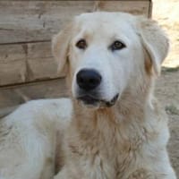 Alex sucht liebe Menschen, Hund zur Adoption