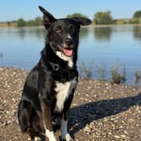 BONO SUCHT ERNEUT NACH EINEM ZUHAUSE, Hund zur Adoption