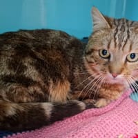 Charly, chat à adopter