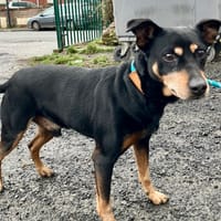 SERGENT, chien à adopter