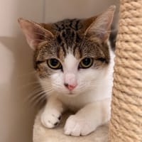 Pucca Cab5201, chatte à adopter