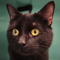 BLACK-PEARL, chat à adopter