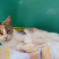 JOLIE, chatte à adopter