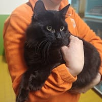 BINX A17332, chat à adopter