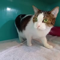 POUPOUSSE, chatte à adopter