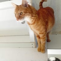 TOONCES, chat à adopter