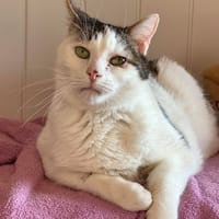 OBAMA CHA, chat à adopter