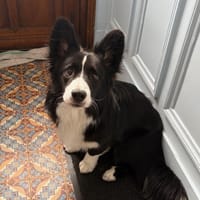 ALFIE, chien à adopter