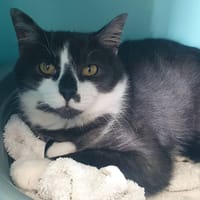 WALDO CHA, chat à adopter