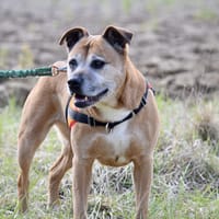 GLENNA, chienne à adopter