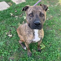 Ozeille CAA13561, chien à adopter