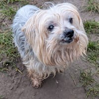 HELIOT, chien à adopter