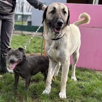 LAIKA, chienne à adopter