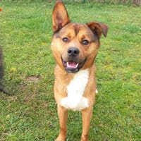 MICHEL, chien à adopter