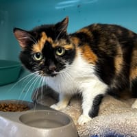 Calamity, chatte à adopter