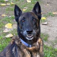 LASCAUX, chien à adopter