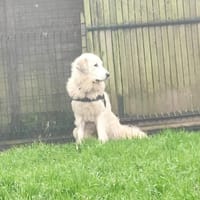 TRIXY, chienne à adopter