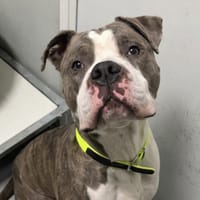 ARNOLD, chien à adopter