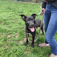 LOKY, chien à adopter