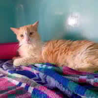 COMETE, chatte à adopter