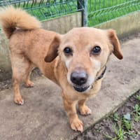 NIOUSKY QCN, chien à adopter