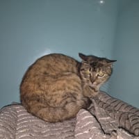 MOKA, chatte à adopter