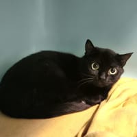 TAKI, chat à adopter