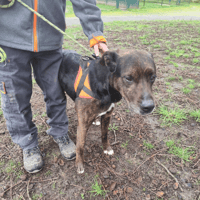 LOOPING, chien à adopter