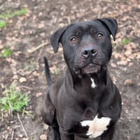 THANOS OAA1995, chien à adopter