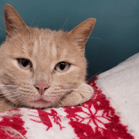 SMOOTHIE A17339, chat à adopter