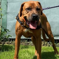 MURPHY, chien à adopter