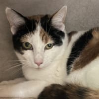 AURORE, chatte à adopter