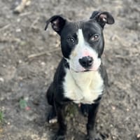 LOKI OAA19944, chien à adopter