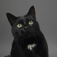 CAPUCINE CHA, chatte à adopter