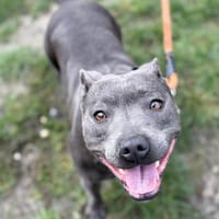 LUNA, chienne à adopter