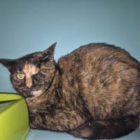 CHOCOLAT, chatte à adopter