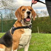 VASCO, chien à adopter