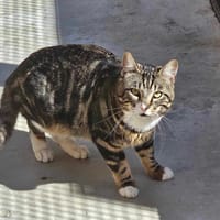 ANDY, chat à adopter