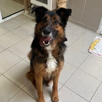 GANDALF, chien à adopter