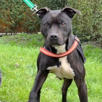 INA, chienne à adopter