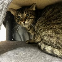 Woody, chat à adopter