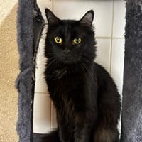 Olaf, chat à adopter